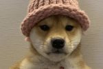 Оригинальная розовая шапка Dogwifhat продана за $800 тыс. — в разы меньше, чем NFT культового фото